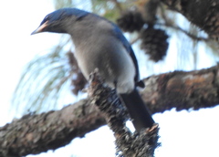 Aphelocoma ultramarina
