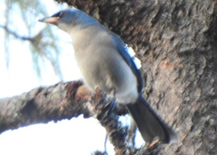 Aphelocoma ultramarina