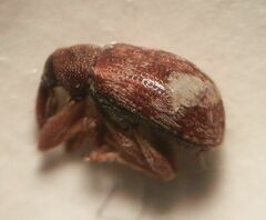 Anthonomus pedicularius