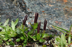 Cardamine bellidifolia alpina