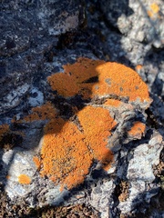 Xanthorioideae