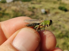 Pseudochorthippus montanus