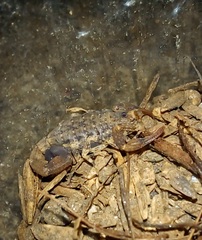 Tityus clathratus