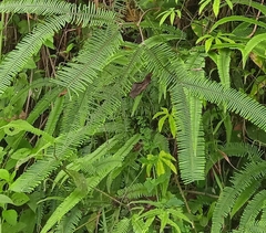 Gleichenella pectinata