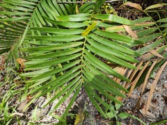Zamia integrifolia