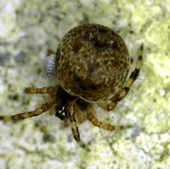 Dipoena melanogaster