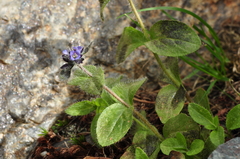 Veronica alpina