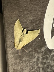 Pseudoclanis postica