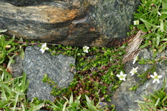 Arenaria biflora