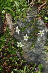 Arenaria biflora