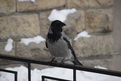 Corvus cornix