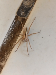 Neoctenus