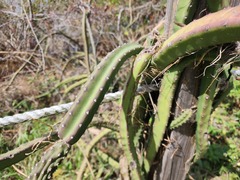 Hylocereeae
