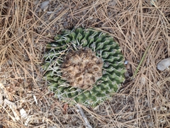 Parodia erinaceus