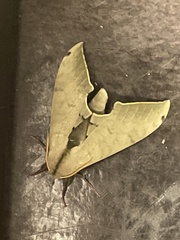 Pseudoclanis postica