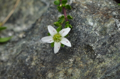 Arenaria biflora
