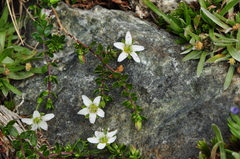 Arenaria biflora