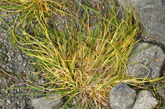 Deschampsia cespitosa