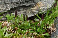 Cardamine bellidifolia alpina