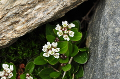 Cardamine bellidifolia