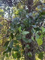 Muellerina celastroides