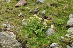 Cirsium spinosissimum