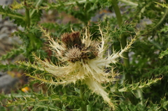 Cirsium spinosissimum