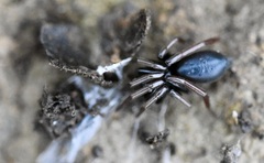 Trachyzelotes pedestris