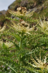 Cirsium spinosissimum