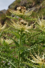 Cirsium spinosissimum