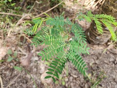Leucaena
