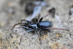 Trachyzelotes pedestris