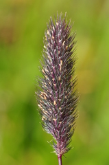 Phleum alpinum alpinum