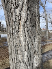 Populus balsamifera