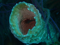 Callyspongia plicifera