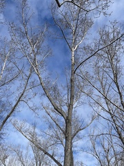 Populus balsamifera