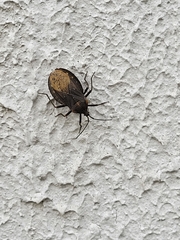 Spartocera