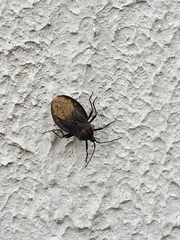 Spartocera