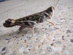 Rhammatocerus pictus