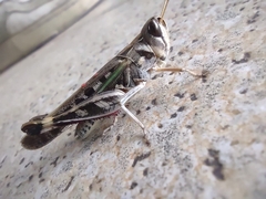 Rhammatocerus pictus