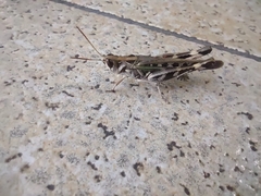 Rhammatocerus pictus
