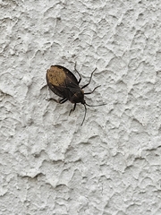 Spartocera