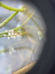 Triglochin scilloides