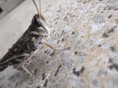 Rhammatocerus pictus