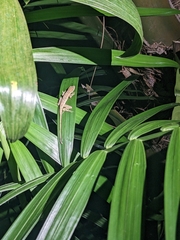 Anolis tropidonotus