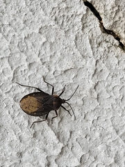 Spartocera