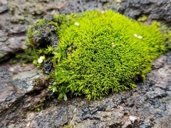 Trichostomum crispulum