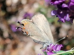 Satyrium esculi
