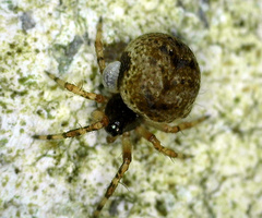 Dipoena melanogaster