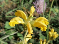 Phlomis lychnitis